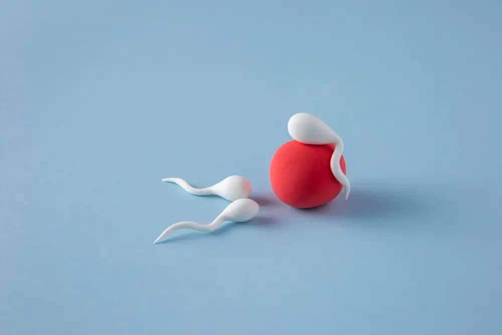 Sperm Motility Testing